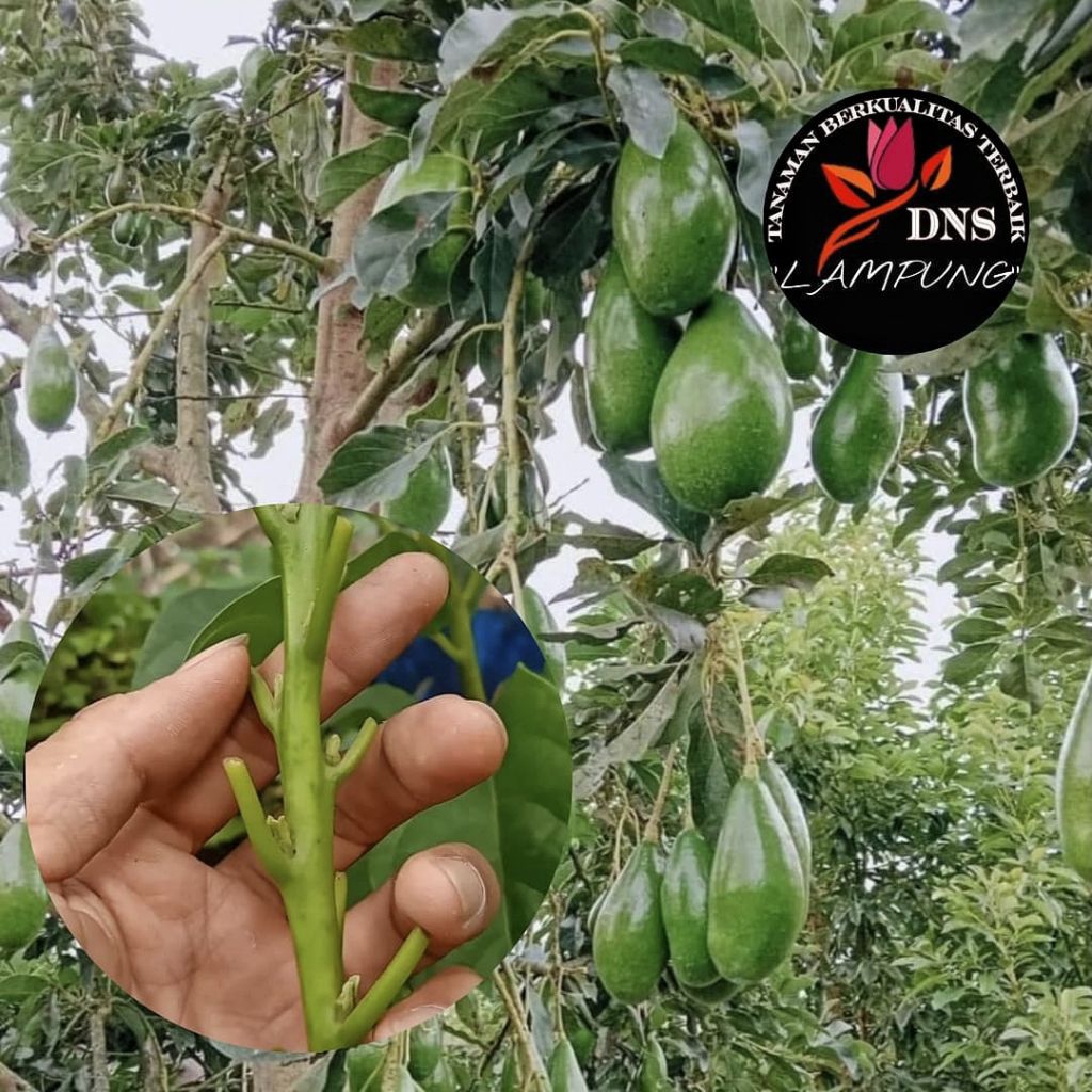 Paket 15 Entres Alpukat Siger Lampung Si Batu
