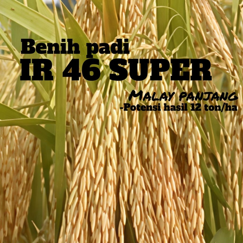 BENIH PADI IR 46 SUPER ORIGINAL MALAY PANJANG HASIL PANEN TINGGI KEMASAN 5 KG