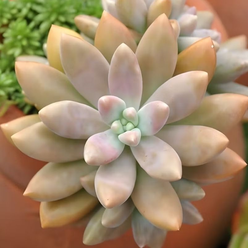 Kaktus Sukulen Hidup Mini Baldii Free Pot