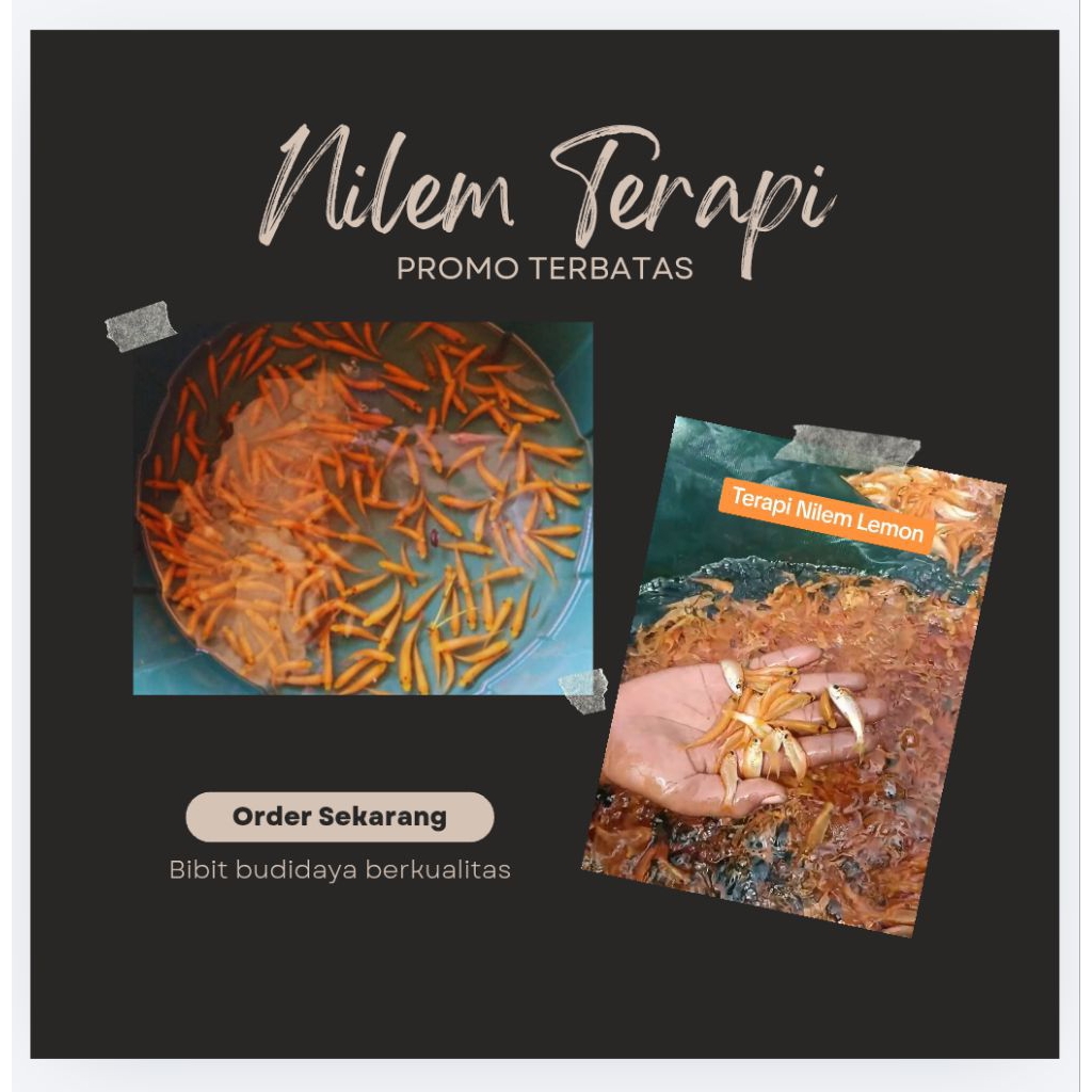 Ikan Nilem Terapi Lemon 100 Ekor - Memperlancar Peredaran Darah, Membantu Mengangkat Sel Kulit Mati,