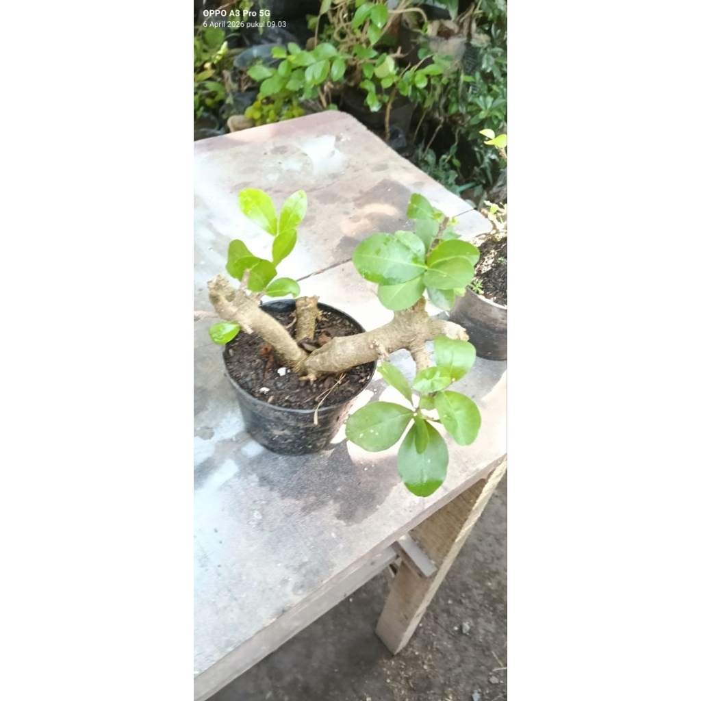 Bonsai SIANCI CHERY CERI small mame mikro loa, murbei, bahan, Bougenville kebun kertas, prokar, waru