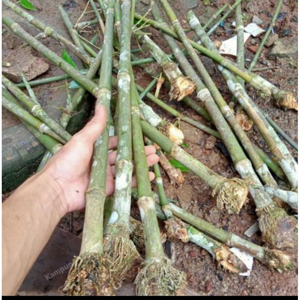 Bibit tanaman bambu petung/betung bambu raksasa bambu rebung
