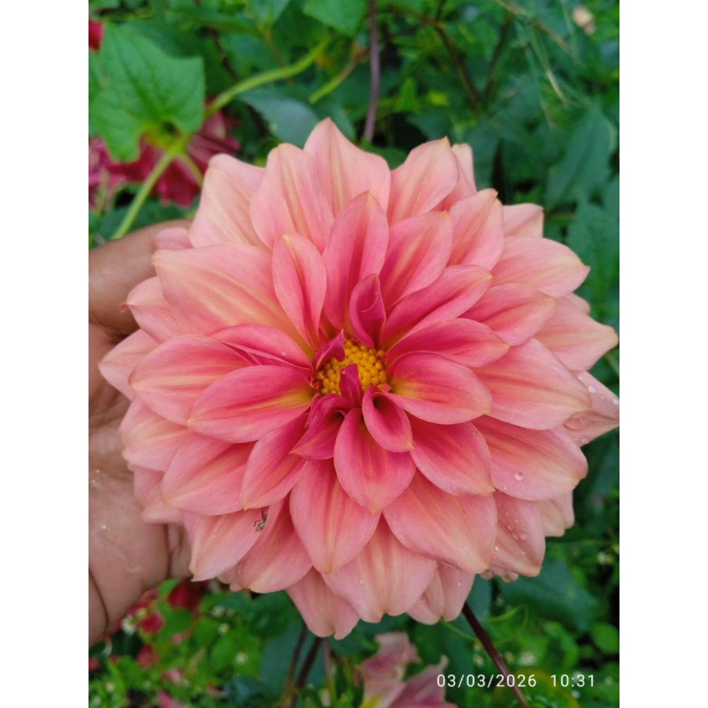 umbi bunga Dahlia jumbo