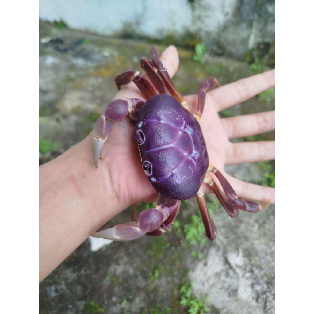 Mainan Kepiting Humei air tawar