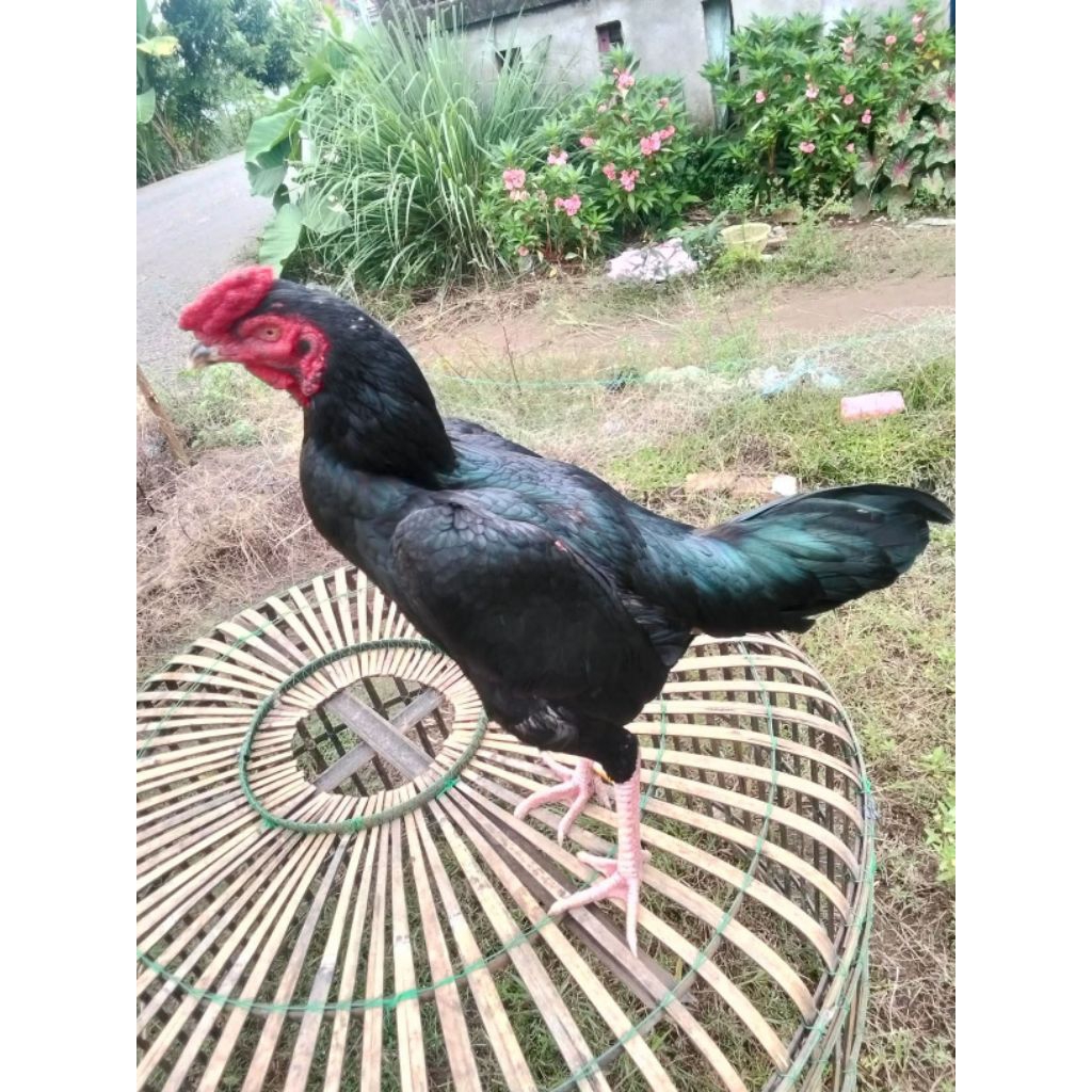 ayam Bangkok betina siap telur