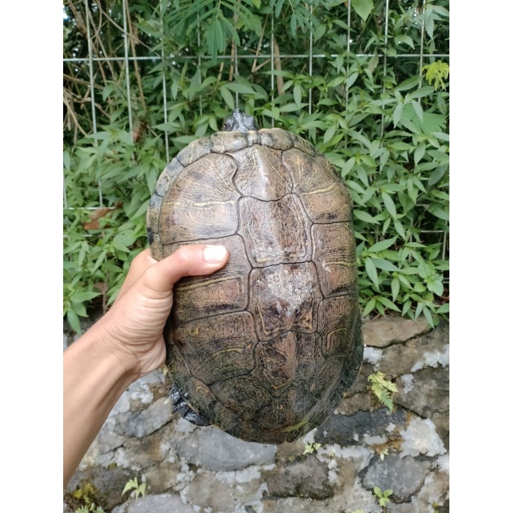 paket indukan Res / kura brazil indukan 3 ekor