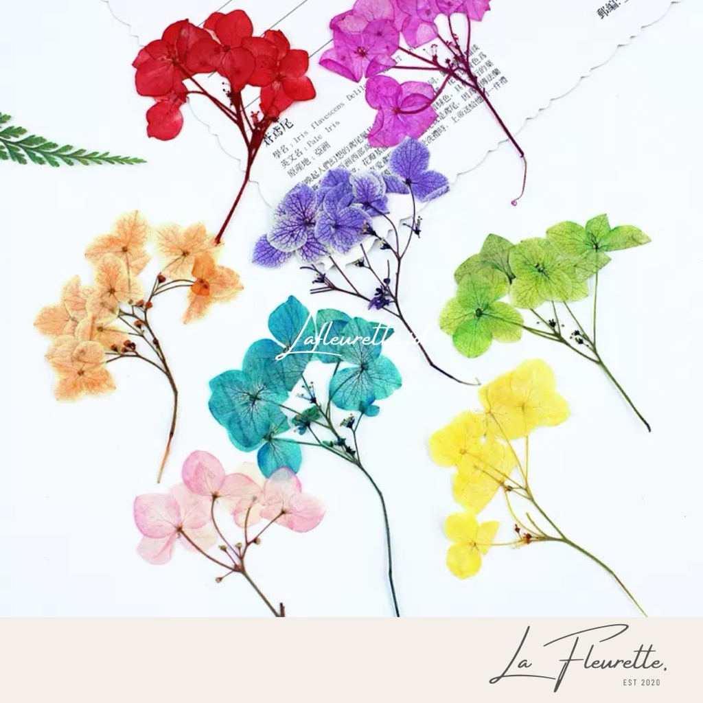 Bunga hydrangea / bunga kering hydrangea / bunga hydrangea kering