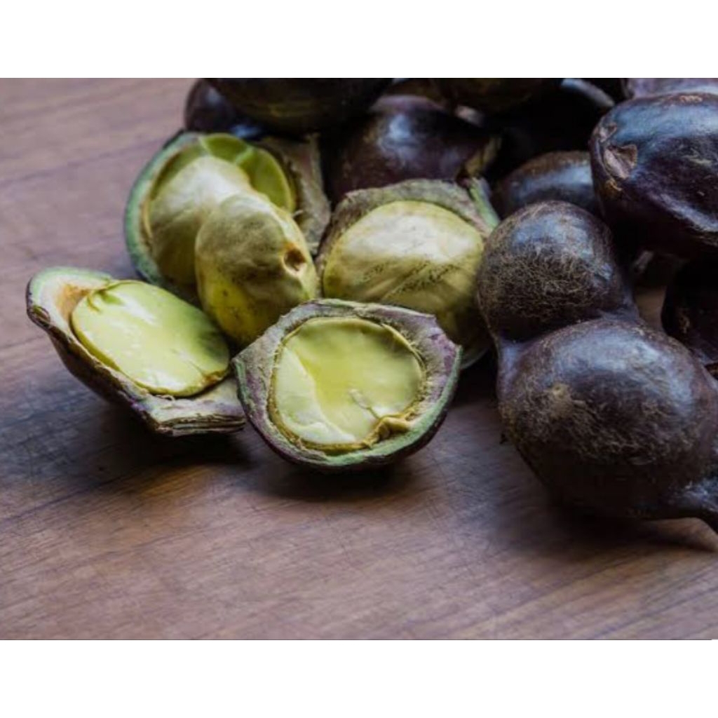 Jengkol Muda dan Tua Segar 1 kg, Kulit Masih Utuh