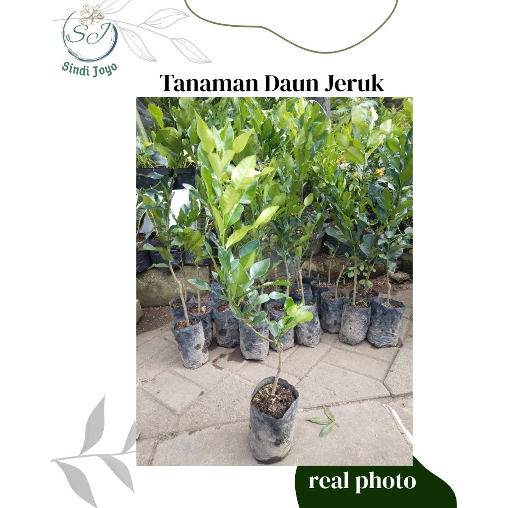 Tanaman Daun Jeruk Bibit Tanaman Daun Jeruk