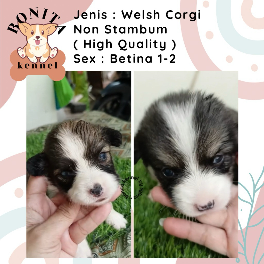 Welsh Corgi Non Stambum Jantan Betina Anjing Corgi Tricolor Sable