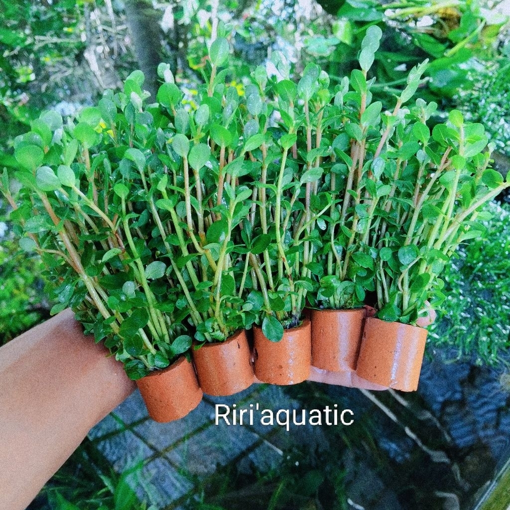 Tanaman Air rotala green tanaman hias akuascape hiasan akuarium atau paludarium sudah dilengkapi den