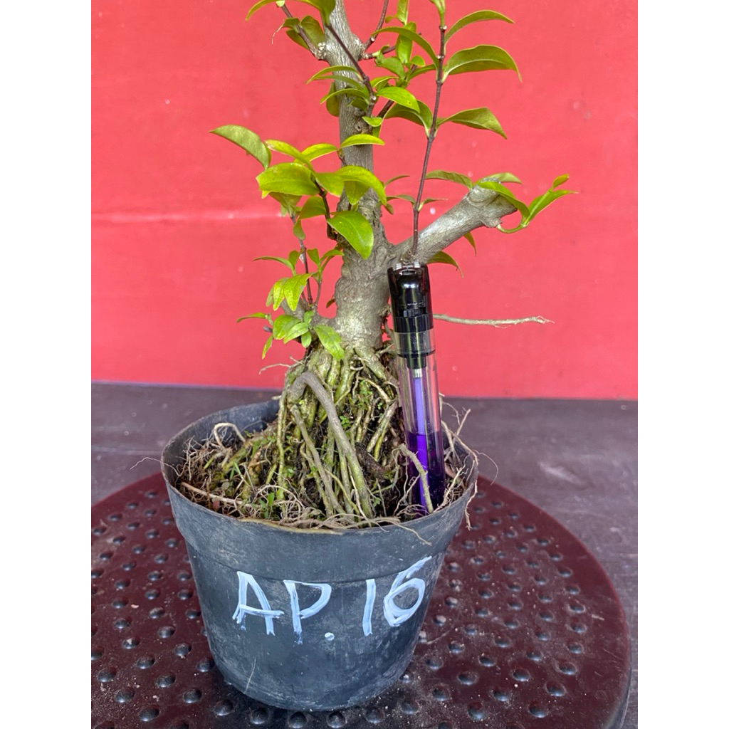 Bahan bonsai bunga anting putri Ap 16