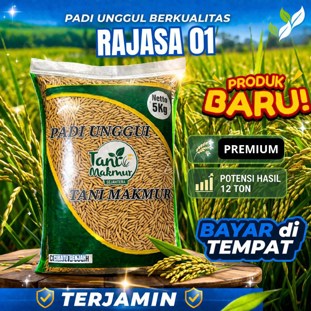 BENIH PADI UNGGUL RAJASA 01 ORIGINAL 5KG