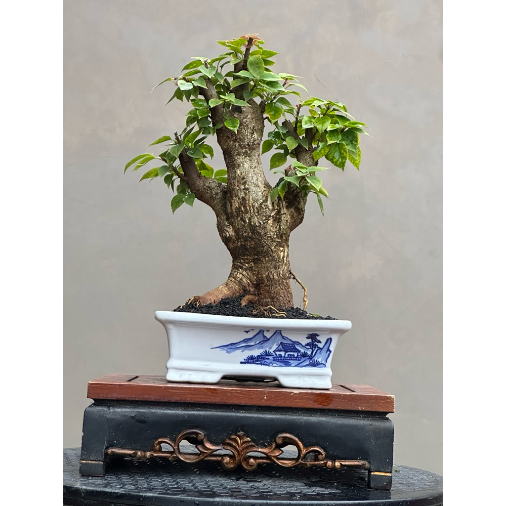 Bonsai Bougenville Bobo Singapore micro