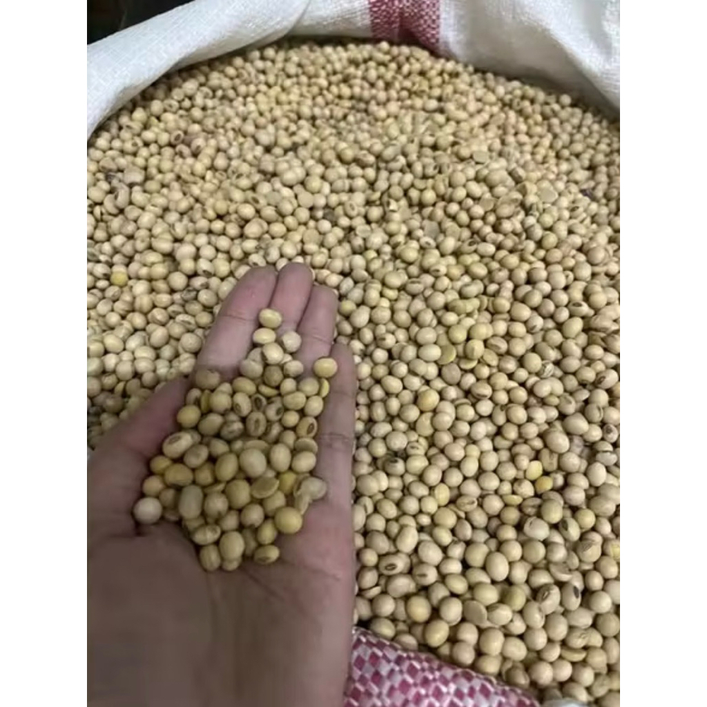(Langsung Kirim) Kedelai Organik (kedelai Amerika) 500 gram grade A bersih anti kotoran