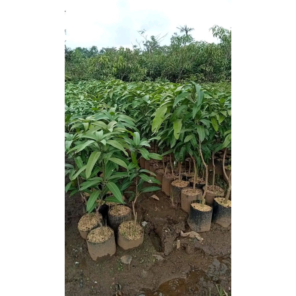 Bibit mangga kiyojay