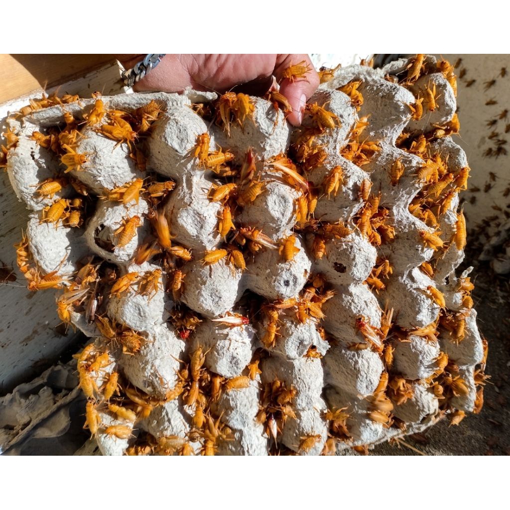 TELUR JANGKRIK MADU KUNYIT 1 KG