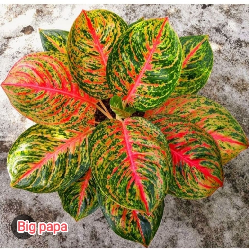 Aglonema big papa jumboan menor