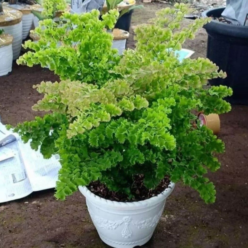 (BISA COD) Tanaman Hias Suplir  Kribo Murah Bunga Hias Suplir Kriwil Pohon Suplir Boston