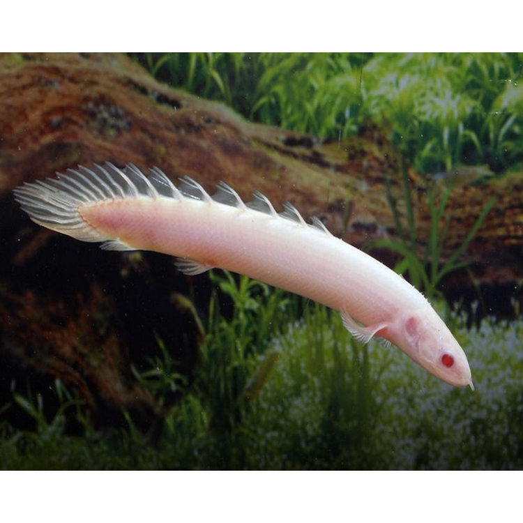 Palmas Albino ( 10 cm ) Predator