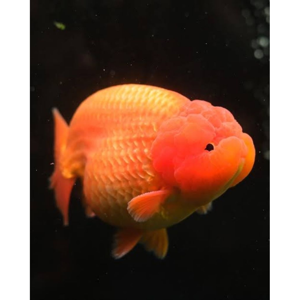 IKAN HIAS KOKI GOLDFISH RANCU SUNKIST SIZE L