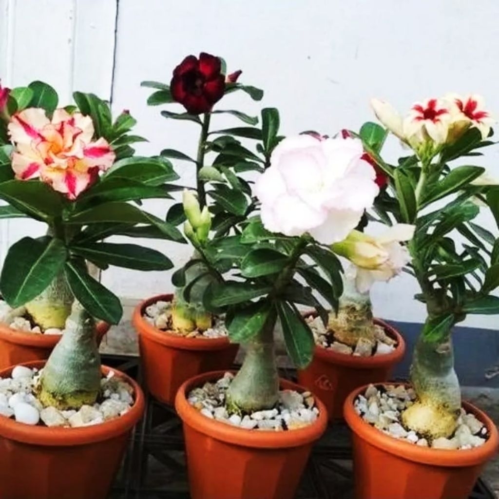 Paket 10 Bibit Tanaman Hias Adenium Kamboja Jepang Bunga Tumpuk Tinggi 10cm-15cm