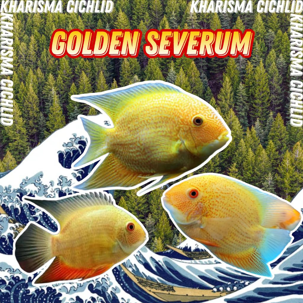 Golden Severum / Gold Severum Cichlid