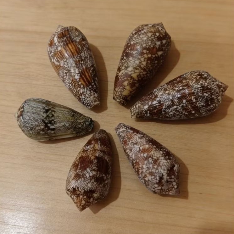 Cangkang kerang conus textille
