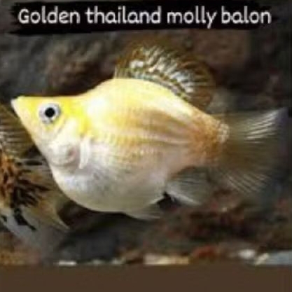MOLLY GOLDEN THAILAND UKURAN 2-3 CM