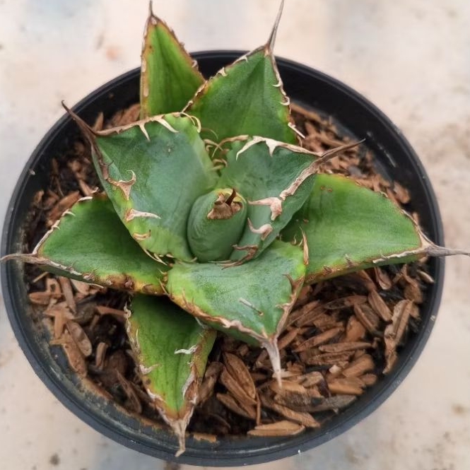 agave titanota mini