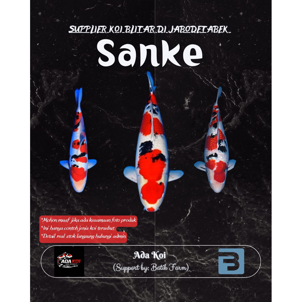 Ikan Koi Sanke 10-20 cm - Sanke - Koi Blitar - Grade A dan HQ - Ikan Koi