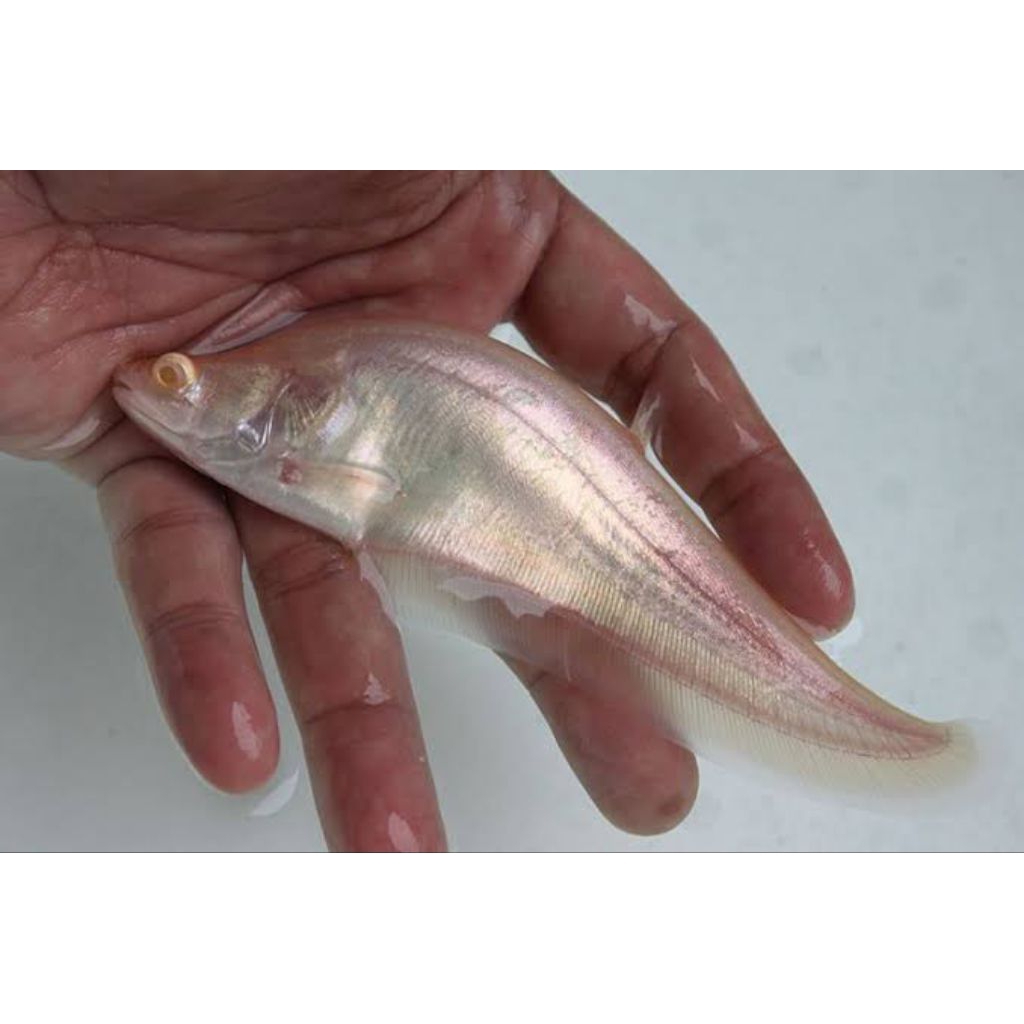 kebutuhan hiasan belida albino