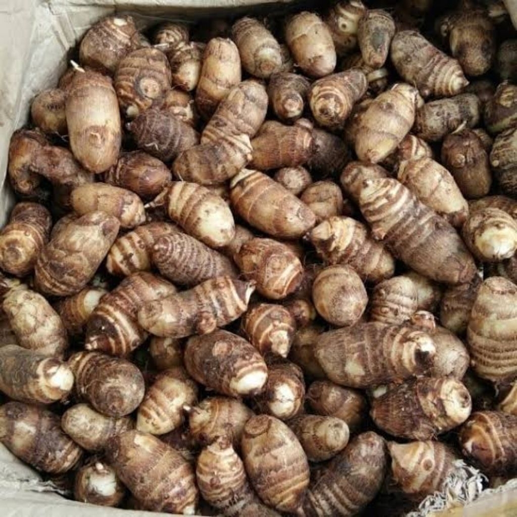 UMBI TALAS JEPANG ( SATOIMO )