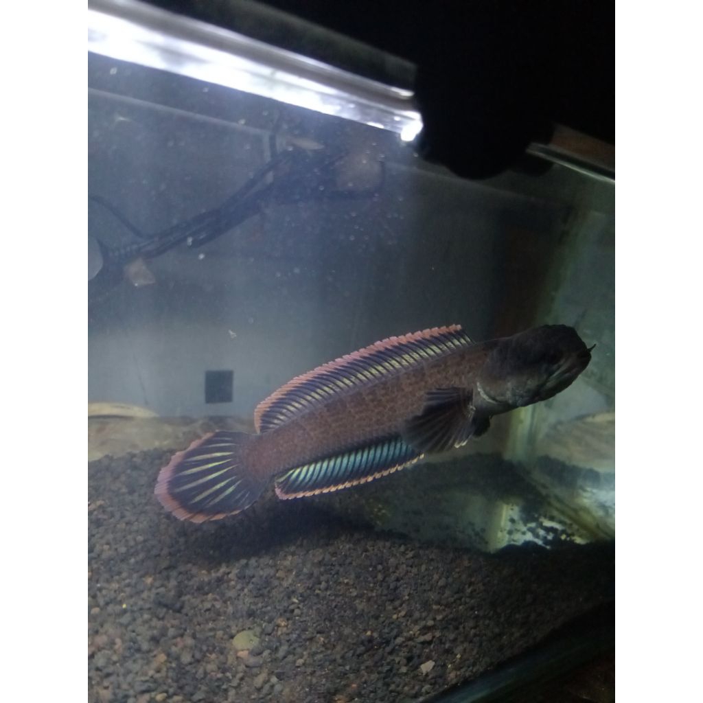 Channa Limbata Lawu Ikan Hias Air Tawar Ukuran 10-20 cm
