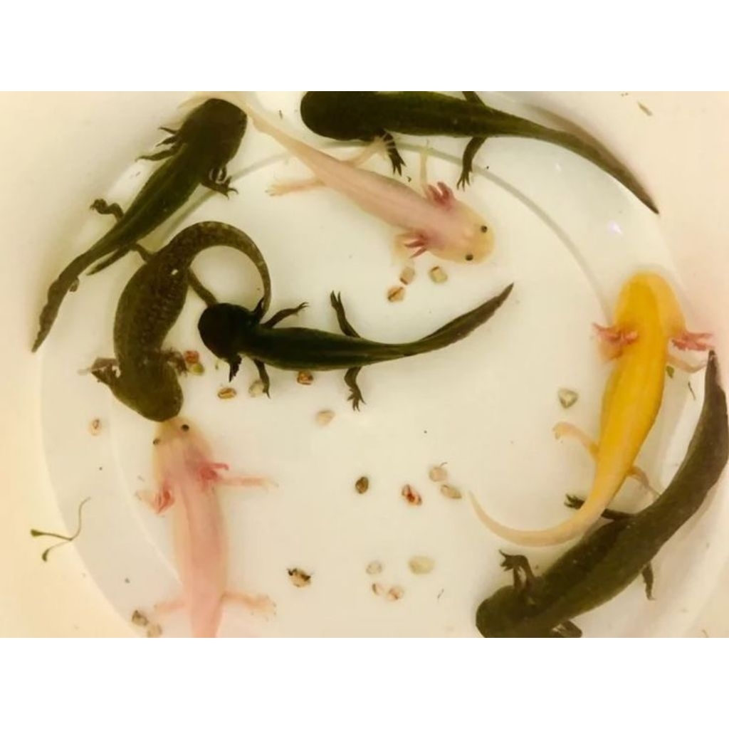 Ikan Axolotl Salamander