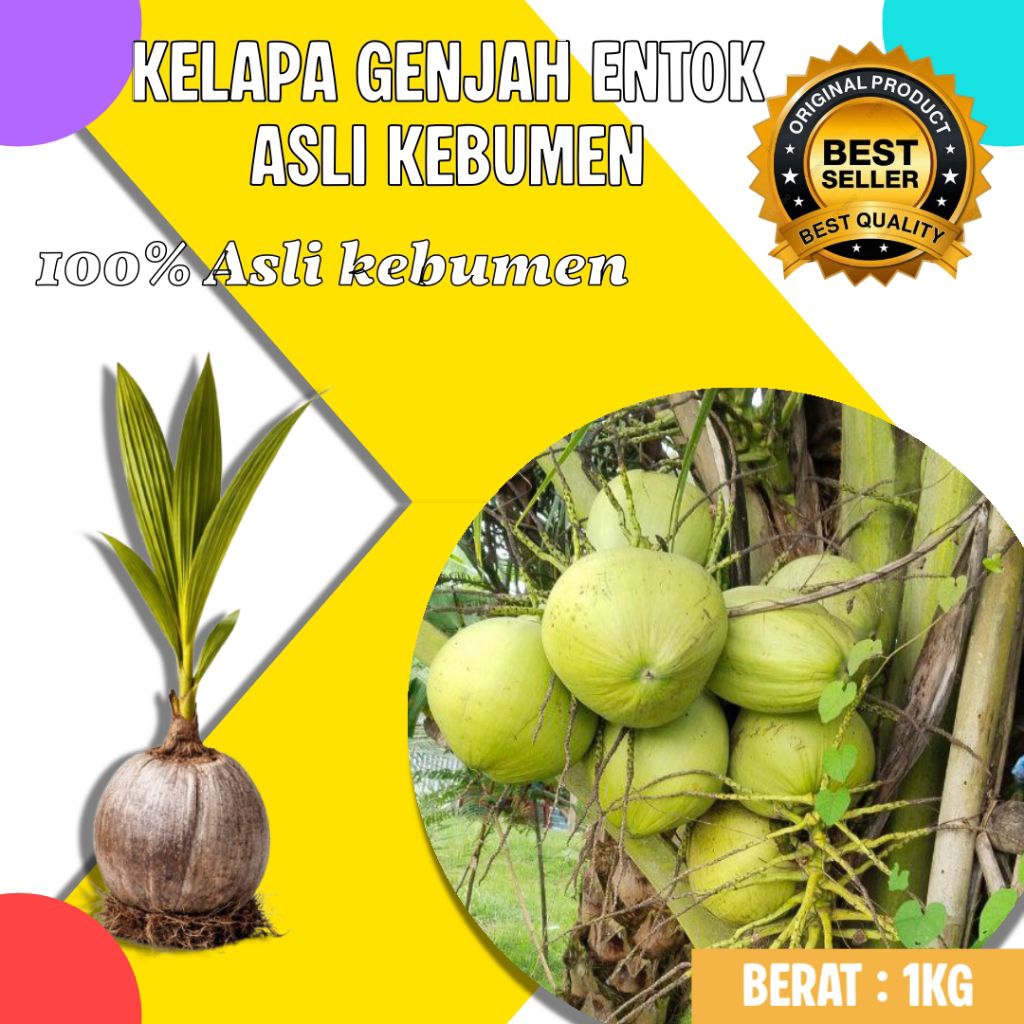 TERMURAH  Pokok Kelapa Genjah Entok Terdekat, Pokok Kelapa Genjah Entok Unggul, Pokok Kelapa Genjah 