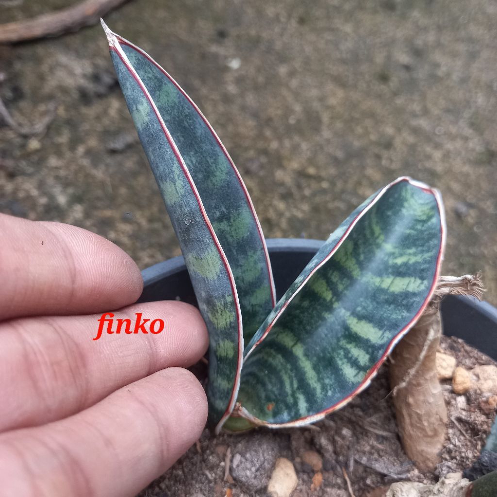 sansevieria es. 21149 sp. near walenso ranch