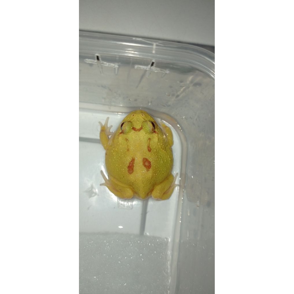 Pacman Frog Albino 4spot patternless