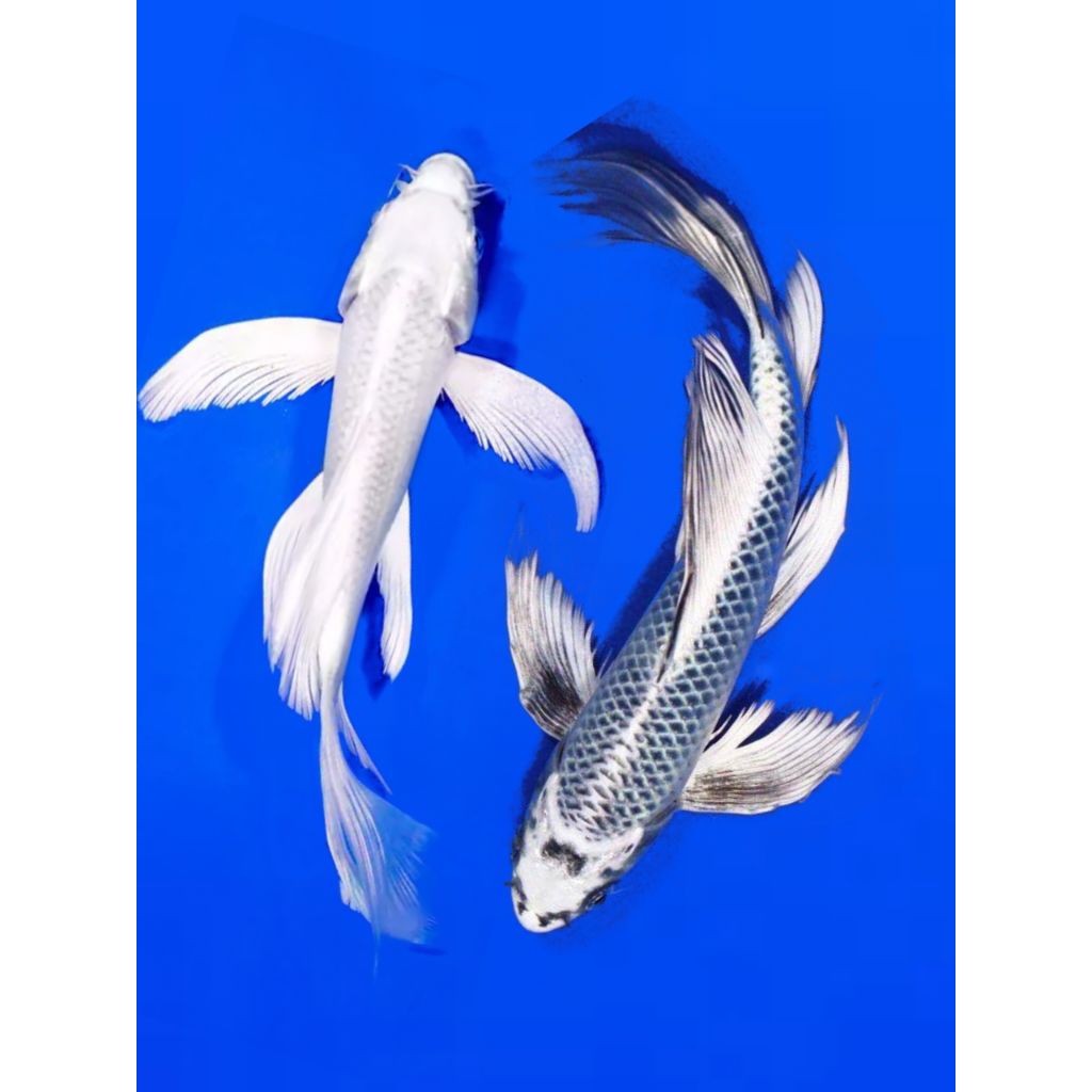KOI PLATINUM SLAYER ±7-10 CM ikan hias koi kumpay/slayer