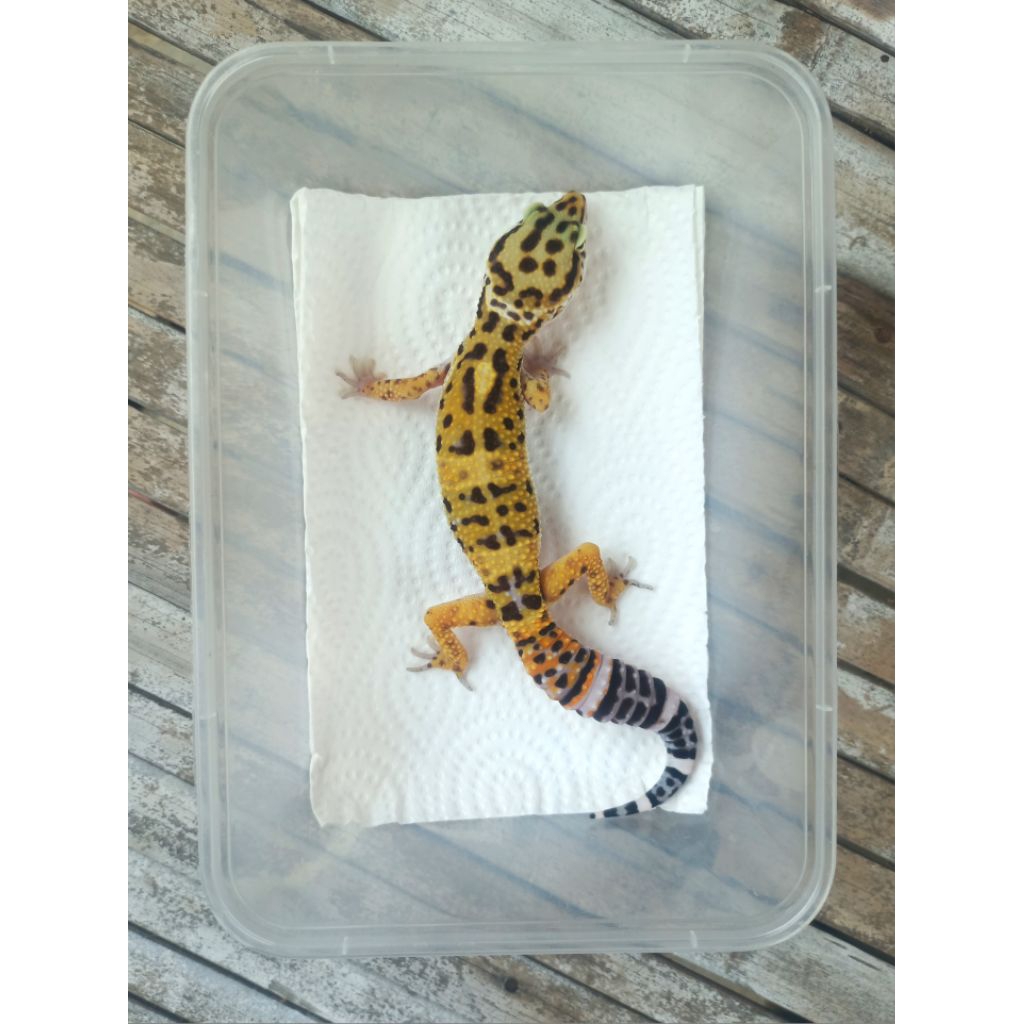 MAINAN GECKO BLACK NIGHT ADULT SESUAI FOTO