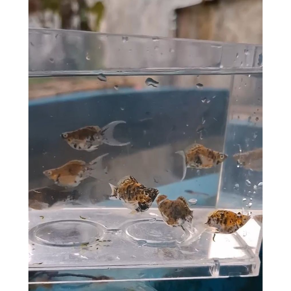 ikan molly calico merpati lyretail balon cawang
