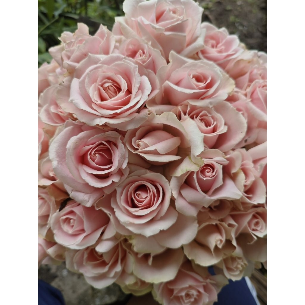 Bunga Mawar Potong Holland warna PINK SOFT Segar Dekorasi