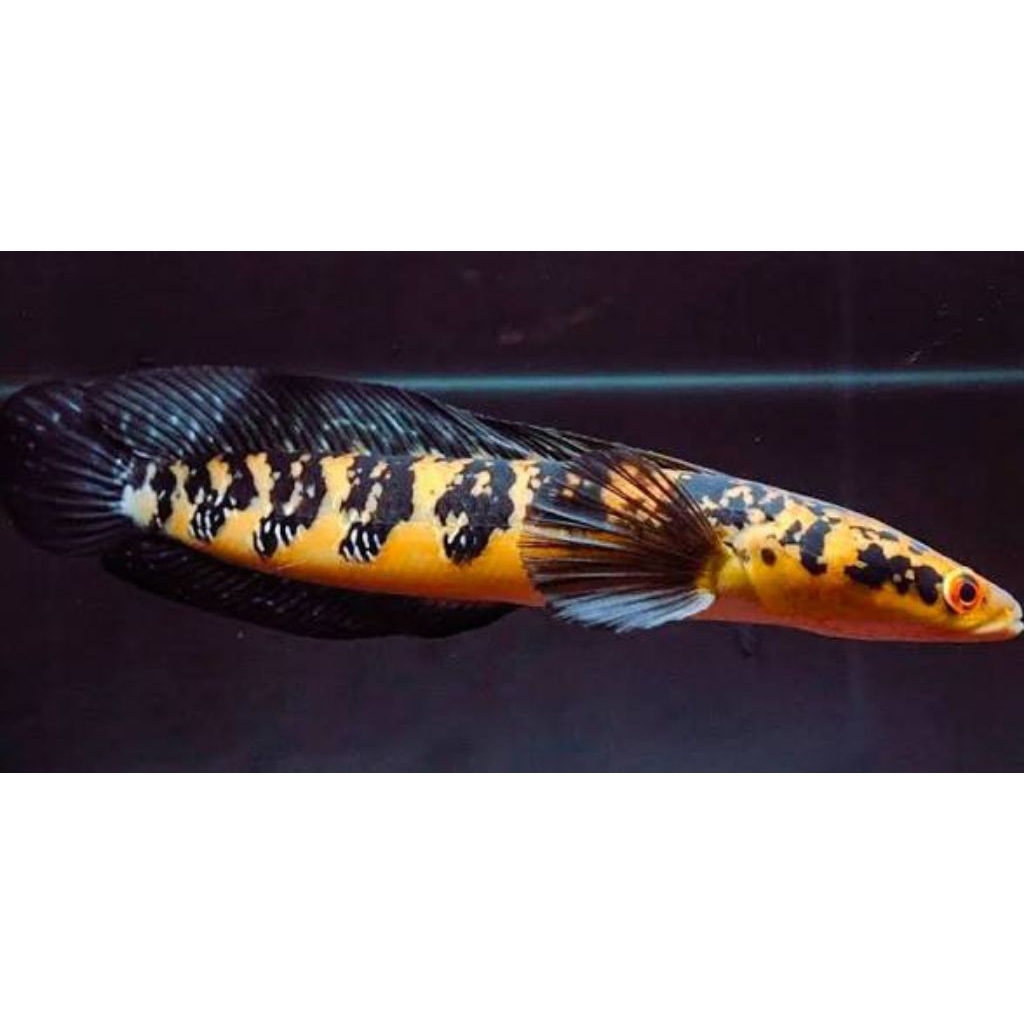 hiasan aquarium ikan Channa Maru YS ukuran 7-8