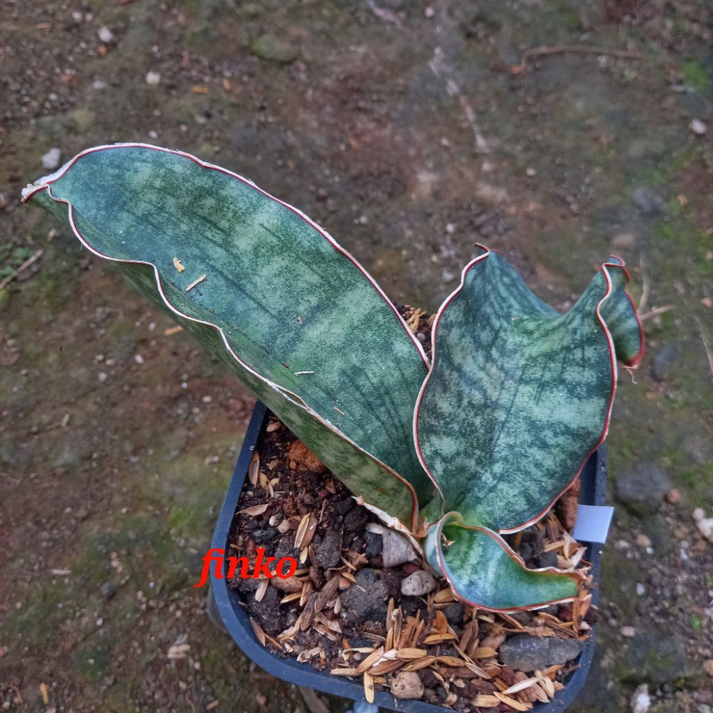 ES. 22406. sansevieria sp. Mafinga, Tanzania