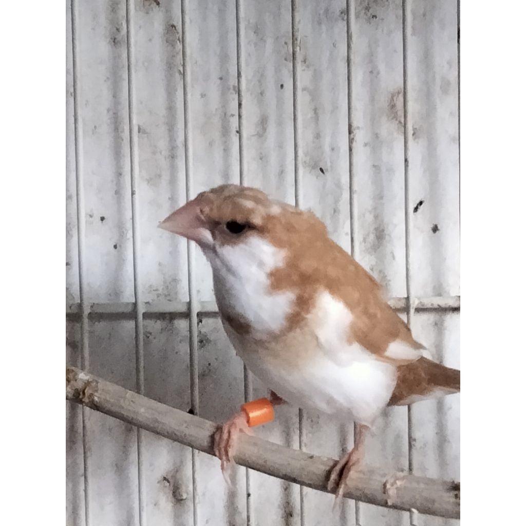 Emprit Jepang Jantan  warna pilihan