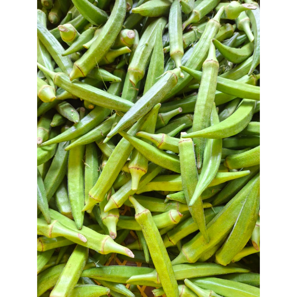 Sayur Okra Hijau fresh 1kg, Kaya Serat dan Vitamin