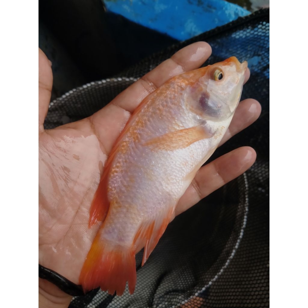 Bibit ikan Nila merah konsumsi