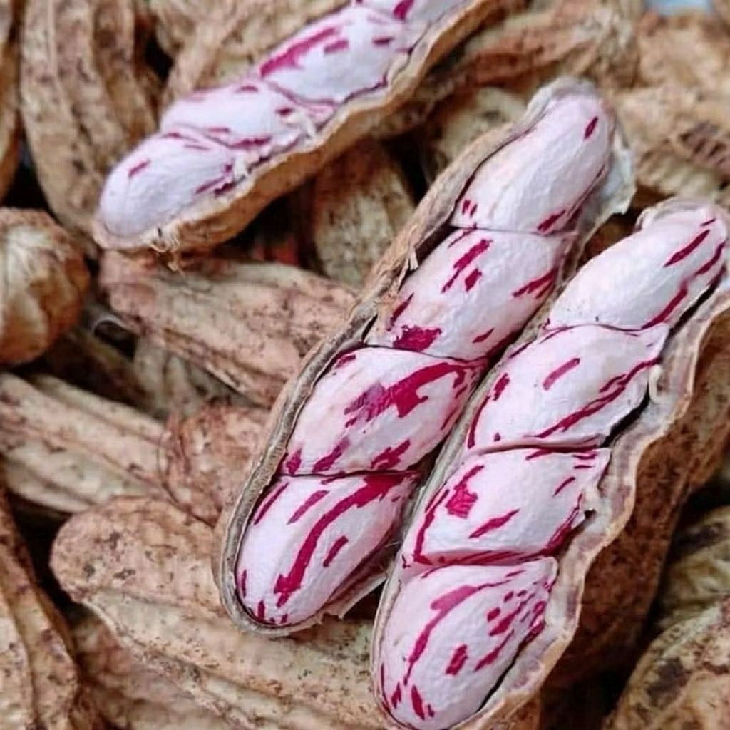 Kacang Lurik Mentah 1kg kacang madu belang 1 Kg kacang mentah madu 1kg- Renyah, Gurih, Tradisional