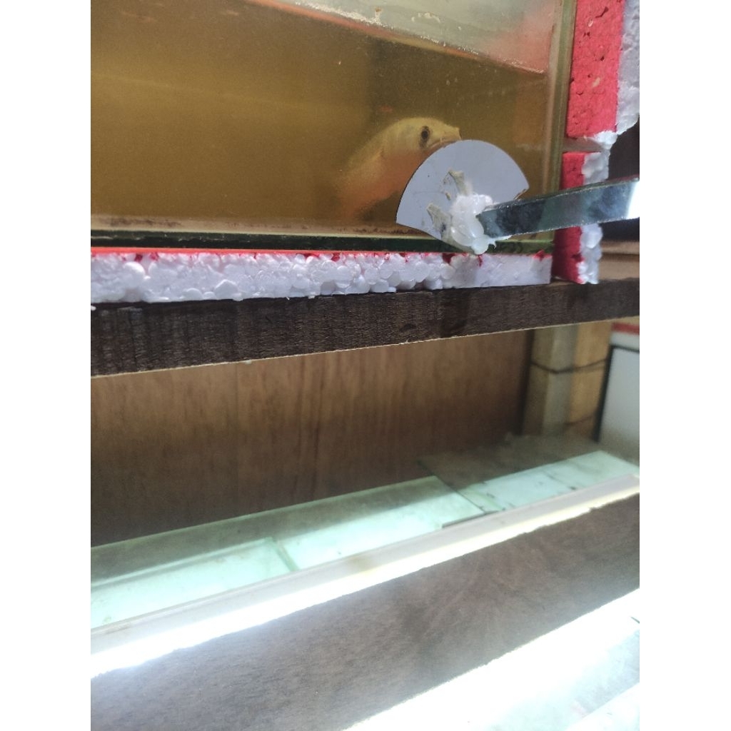 chnna asiatica red strip