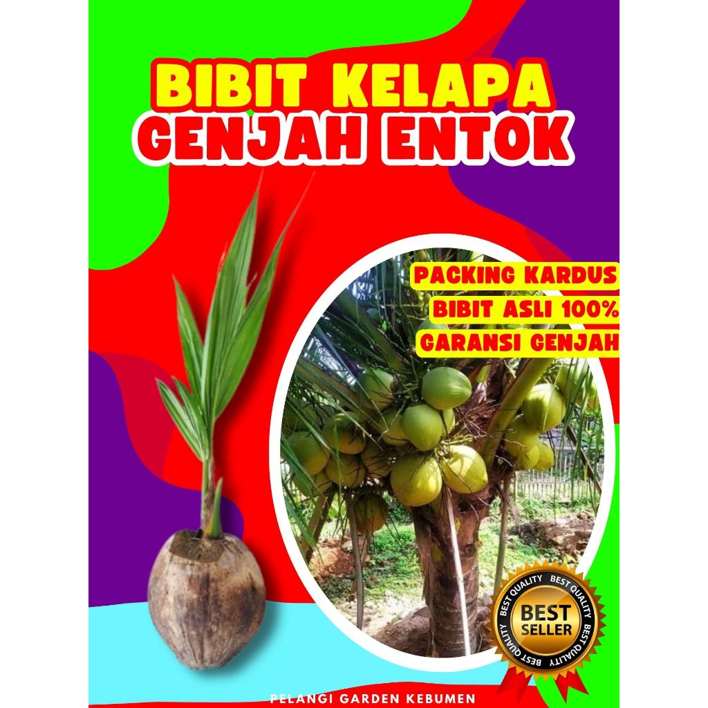 DICARI-CARI  Bibit Kelapa Pendek Entok Jumbo, Bibit Kelapa Pendek Entok